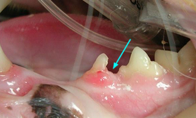  tooth resorptive lesion cat