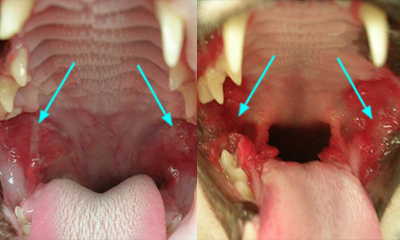 oral ulcer cat
