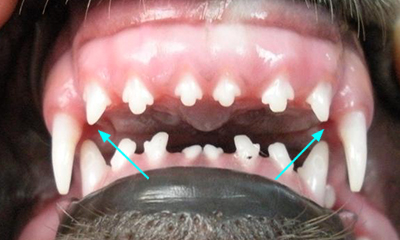 Overbite Veterinary Dental Center Malocclusion In Pet