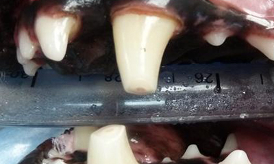 Worn Tooth - Veterinary Dental Center - May Lead to Infection