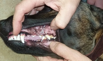 exame oral de ocultação de cão