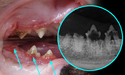 dental x-ray roots lesion