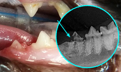 dental x-ray root resorption