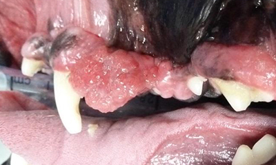 oral mass tumor