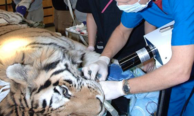 dental xray tiger